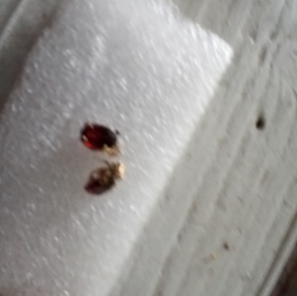 Garnet earrings